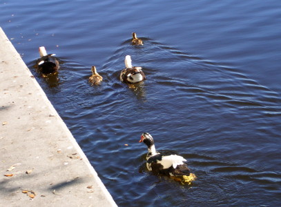 [Five birds paddling away from the camera creating wakes in the water.]